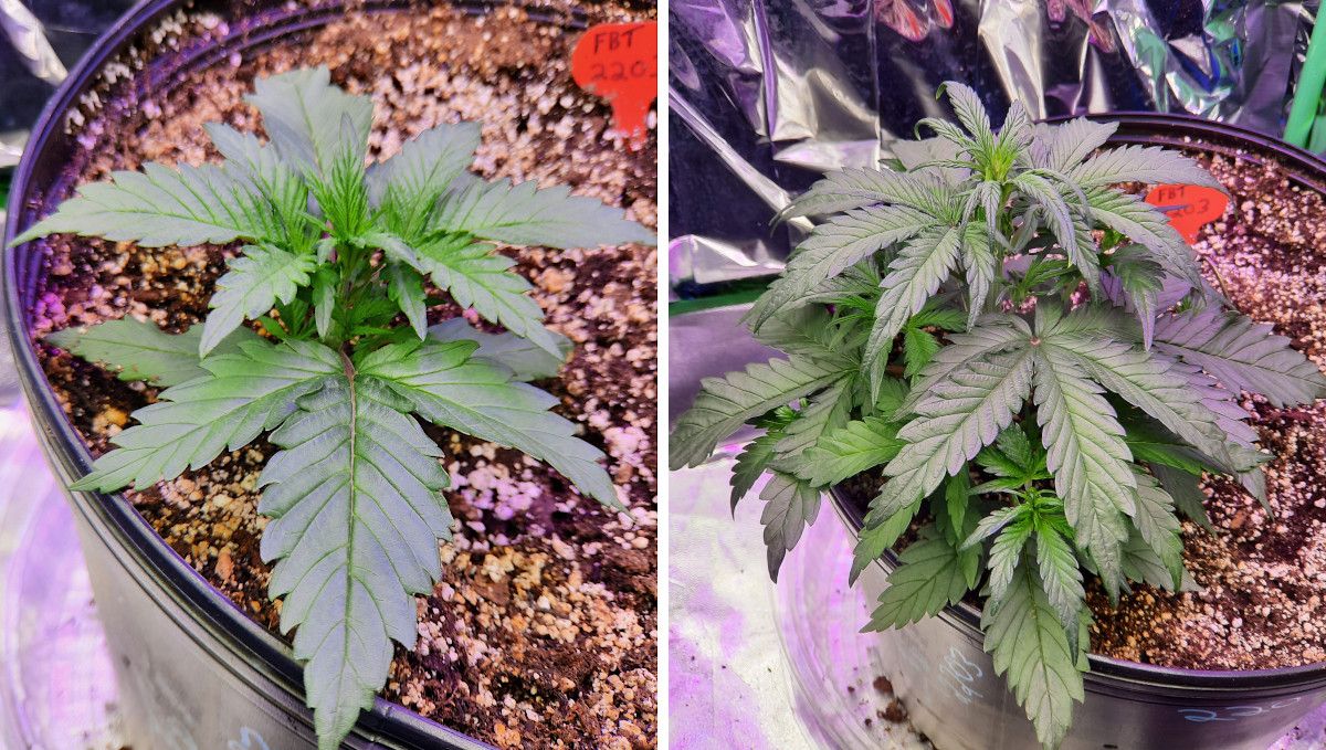 Strawberry Gorilla Auto Cannabissorte: Mittlere Wachstumsphase | Wochen 3-4 | Eine Cannabispflanze in der vegetativen Phase im Indoor-Anbau. Strawberry Gorilla Auto Cannabissorte: Mittlere Wachstumsphase | Wochen 3-4 | Eine Cannabispflanze in der vegetativen Phase im Indoor-Anbau.