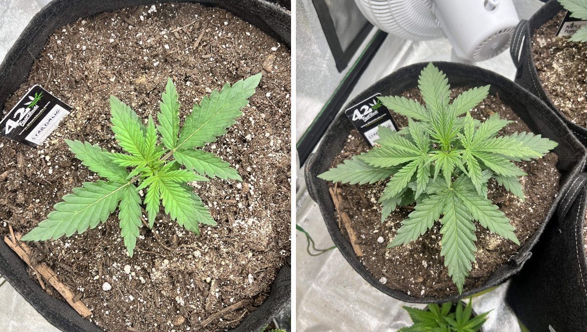 Stardawg Auto cannabis strain: mid veg | week 3