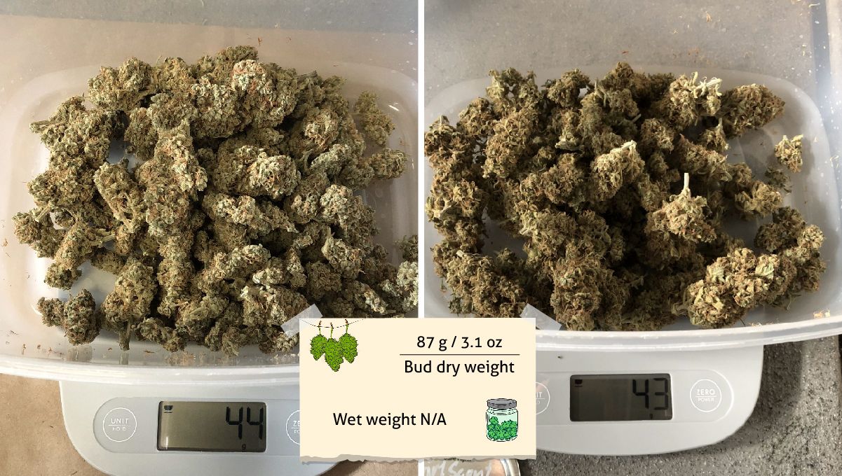Girl Scout Cookies Auto Cannabis Strain Week-by-Week Guide: Two batches of trimmed dry buds being weighed on scales