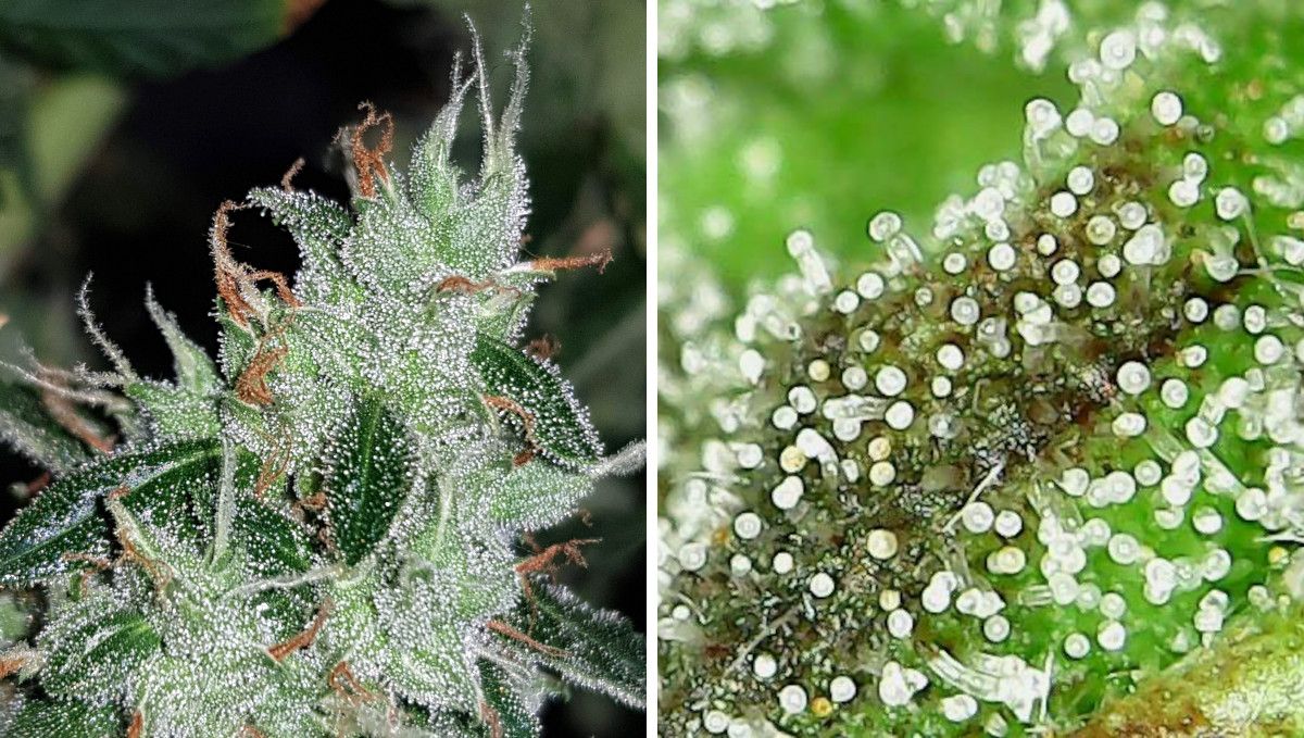 Green Crack Auto cannabis strain: ripening and harvest | week 10 and beyond | mature crystal-covered bud and a macro shot of trichomes