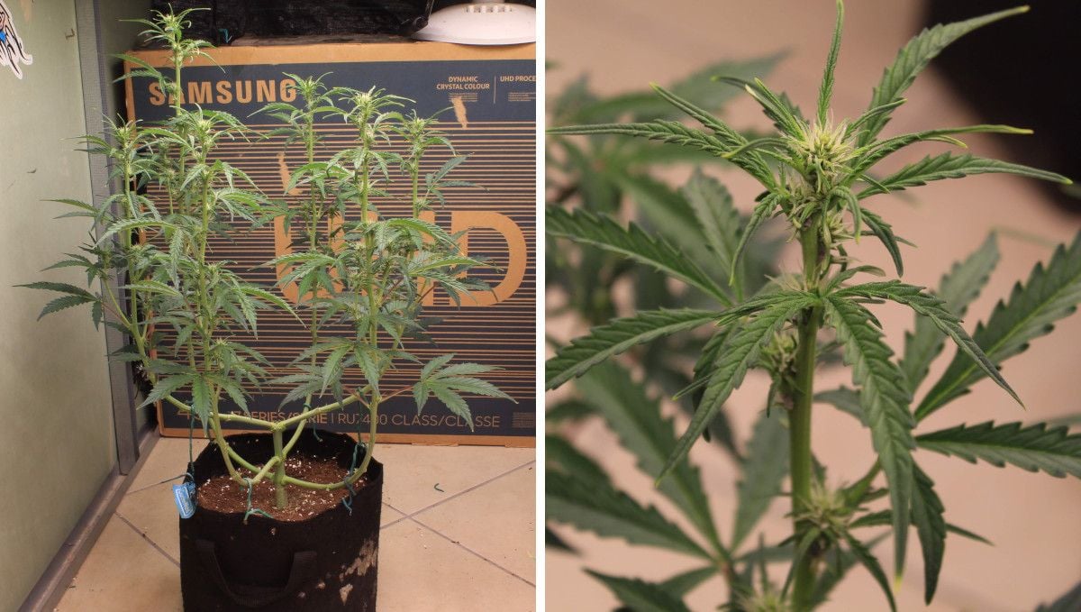 Skywalker OG Auto cannabis strain: transition (pre-flower) | week 5