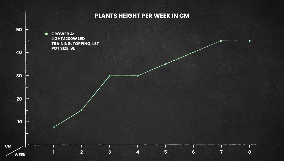 Tangie Auto Cannabis Strain height chart Tangie Auto Cannabis Strain height chart