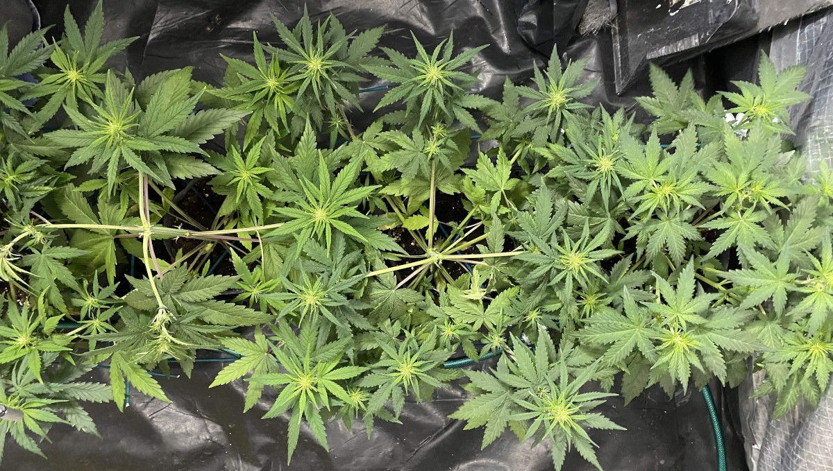 Tangie Auto cannabis strain: transition (pre-flower) | week 5 Tangie Auto cannabis strain: transition (pre-flower) | week 5