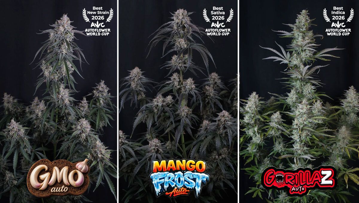 Collage2 (2).jpg GMO Auto, Mango Frost Auto, Gorilla Z