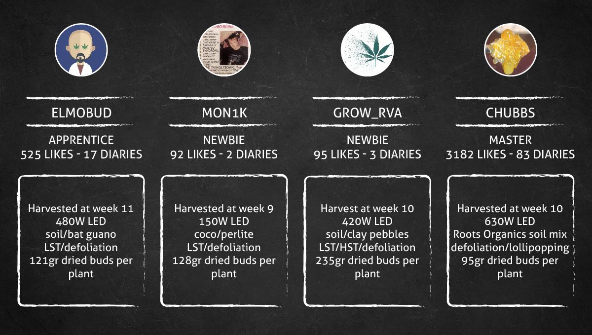 Gorilla Punch Auto cannabis strain: outcome Gorilla Punch Auto cannabis strain: outcome
