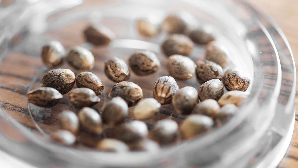 How to store cannabis seeds: keep them dark