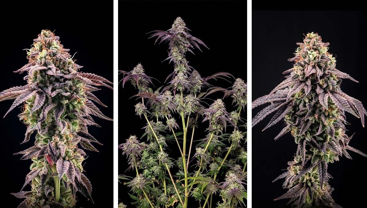 Biscotti Gelato Back in Stock