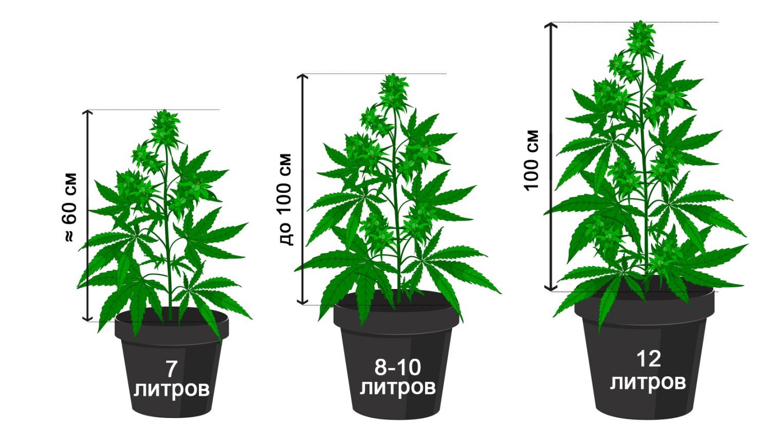 How To Identify And Treat Cannabis Root Problems: Best pot size for your plant