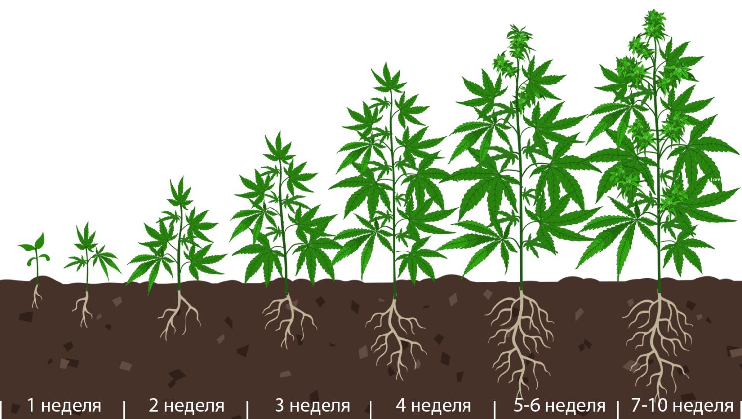 Наилучший график подкорма для автоцветов: развитие растения по неделям