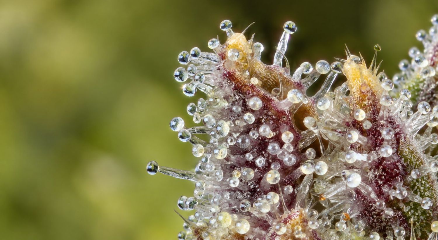 Que sont les trichomes et pourquoi sont-ils importants : Que sont les trichomes ? Que sont les trichomes et pourquoi sont-ils importants : Que sont les trichomes ?