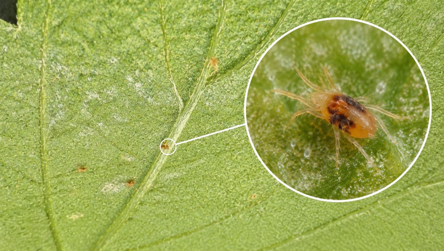 f549edcc-25fb-4f83-9f9d-298eacef86ea.png Spider mite