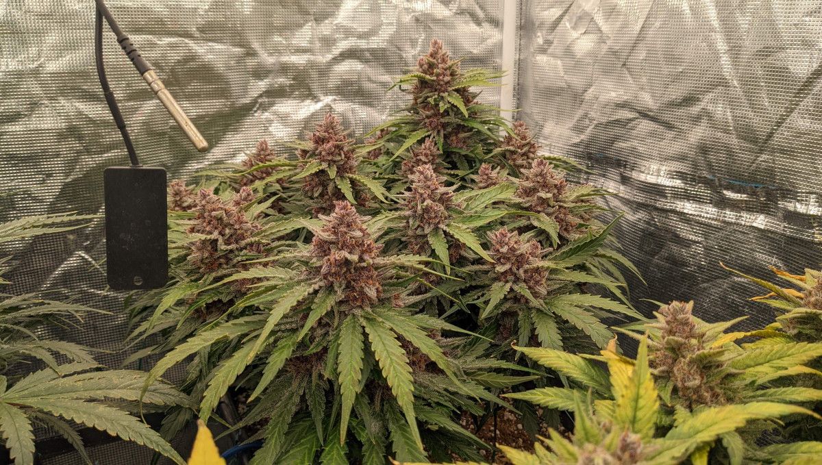 Banana Purple Punch Auto Cannabissorte: Reifung und Ernte | Wochen 10- | Eine sehr kurze, aber produktive Indoor-Pflanze
