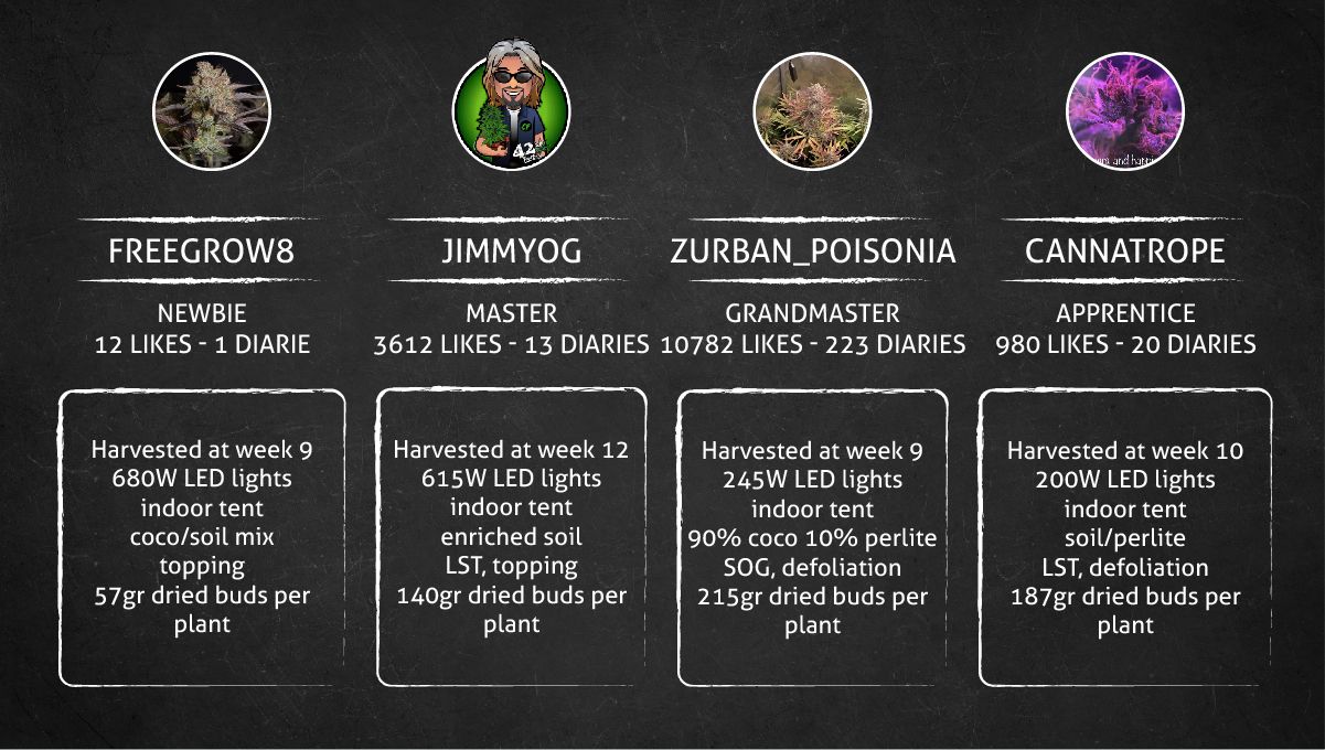 Strawberry Gorilla Auto Cannabissorte: Ergebnis Strawberry Gorilla Auto Cannabissorte: Ergebnis