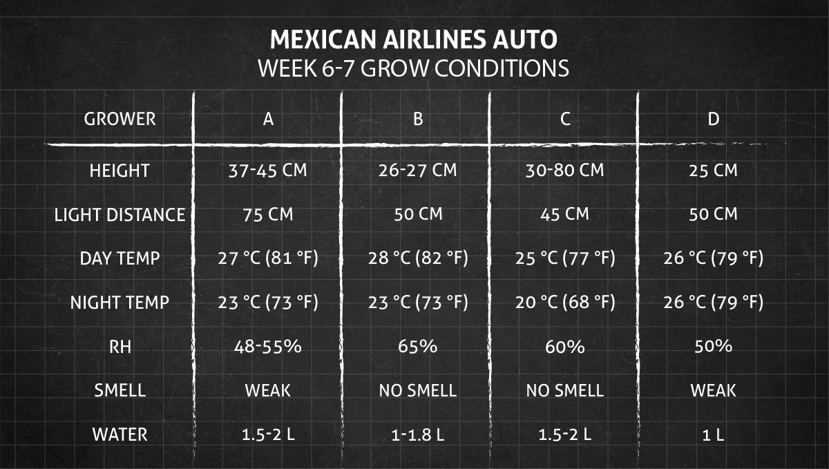 Mexican Airlines Auto cannabis strain: weeks 6-7 grow conditions