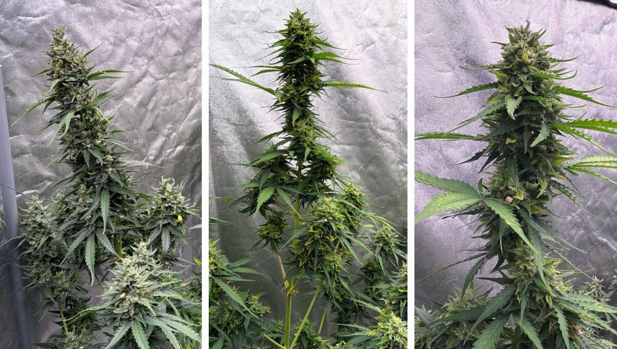 Amnesia Haze