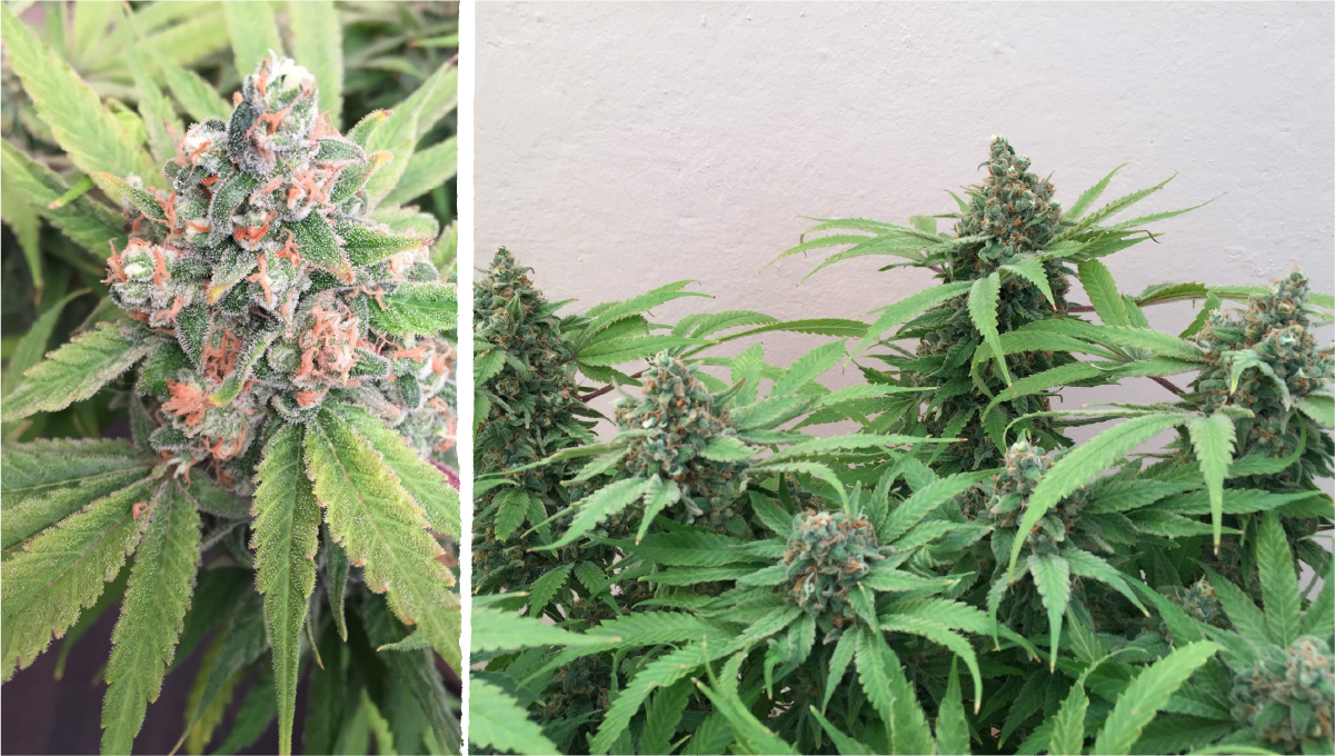 Cookies kush cannabis strain week-by-week guide: ripening and harvest | weeks 10-12 Cookies kush cannabis strain week-by-week guide: ripening and harvest | weeks 10-12