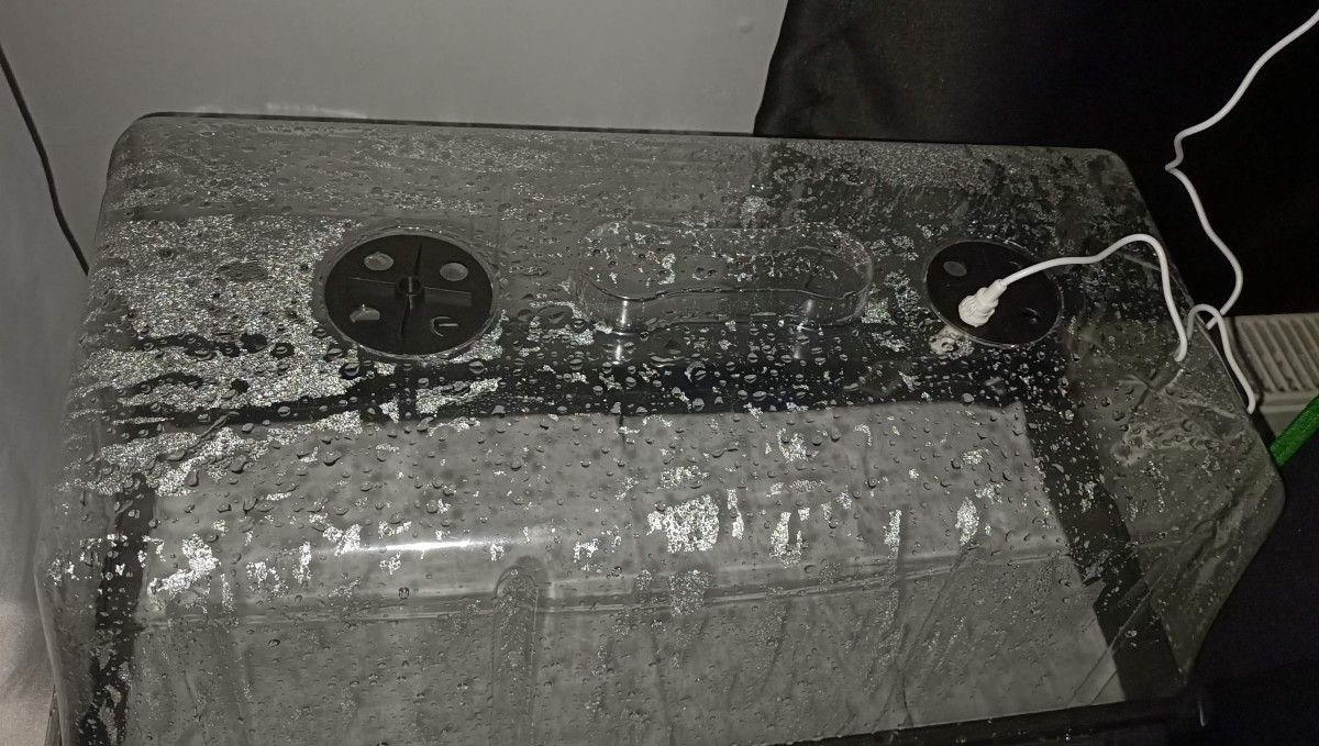 Gorilla Cookies FF cannabis strain: germination and seedling stage | propagation tray