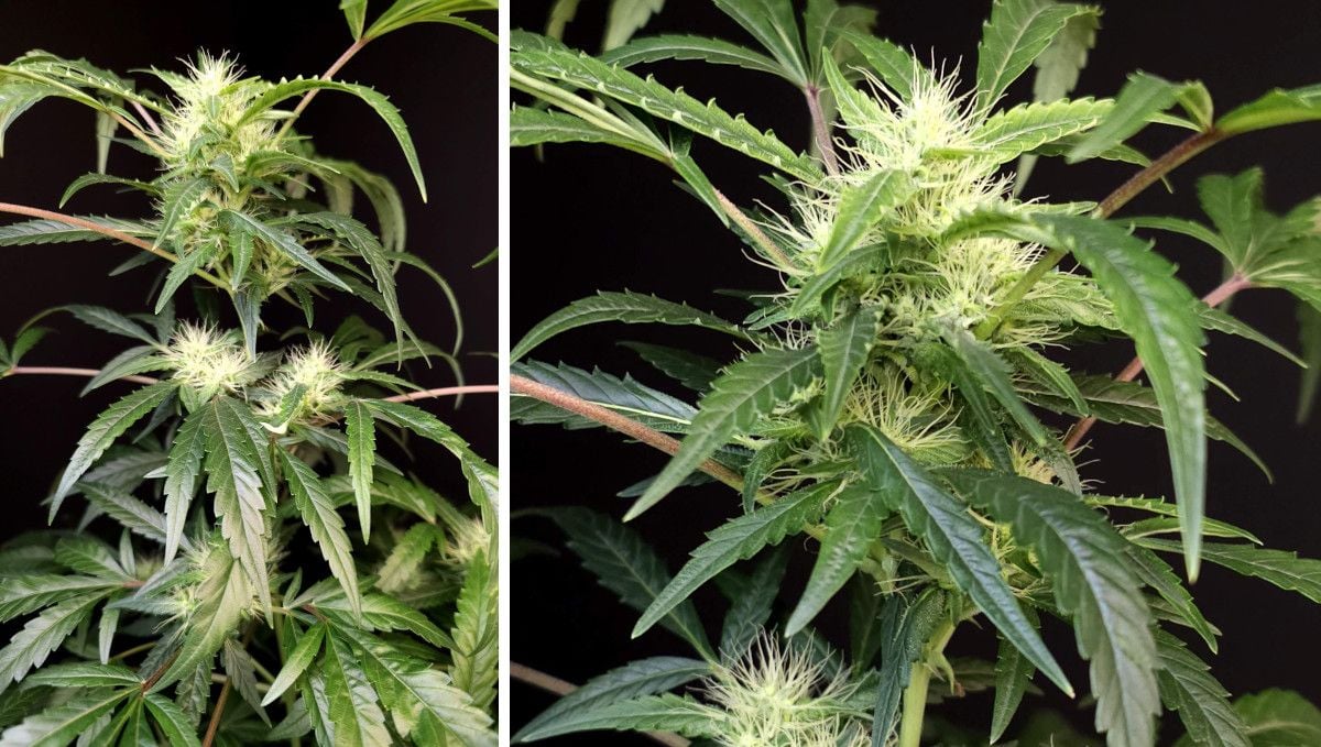 GG4 Sherbet FF cannabis strain: early flower | weeks 8-9 | the first flowers are very white and fluffy GG4 Sherbet FF cannabis strain: early flower | weeks 8-9 | the first flowers are very white and fluffy