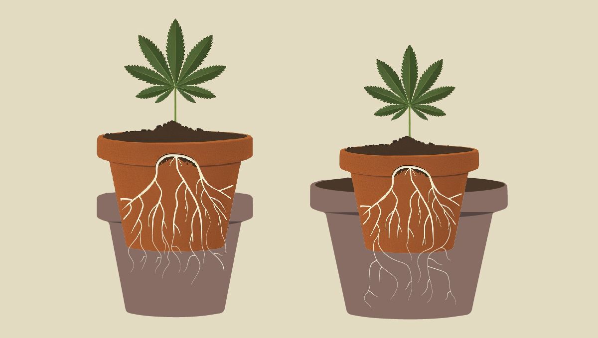 Transplanting Cannabis: A drawing showing how an old pot can be placed into or on top of the new one Transplanting Cannabis: A drawing showing how an old pot can be placed into or on top of the new one