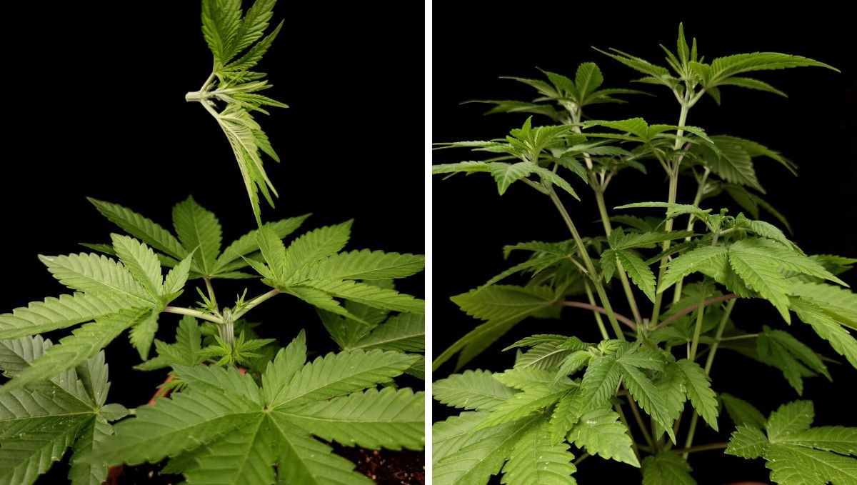 Tropicana Cookies FF cannabis strain: mid veg | weeks 3-6 | a plant in the process of topping and the same plant after it has grown multiple new tops Tropicana Cookies FF cannabis strain: mid veg | weeks 3-6 | a plant in the process of topping and the same plant after it has grown multiple new tops