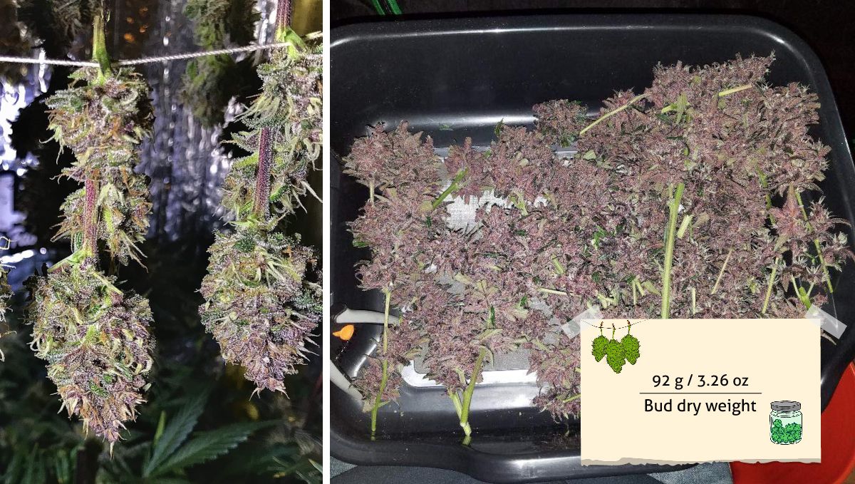 LSD-25 Auto cannabis strain outcome: two purple buds hung to dry and wet-trimmed branches on a tray LSD-25 Auto cannabis strain outcome: two purple buds hung to dry and wet-trimmed branches on a tray