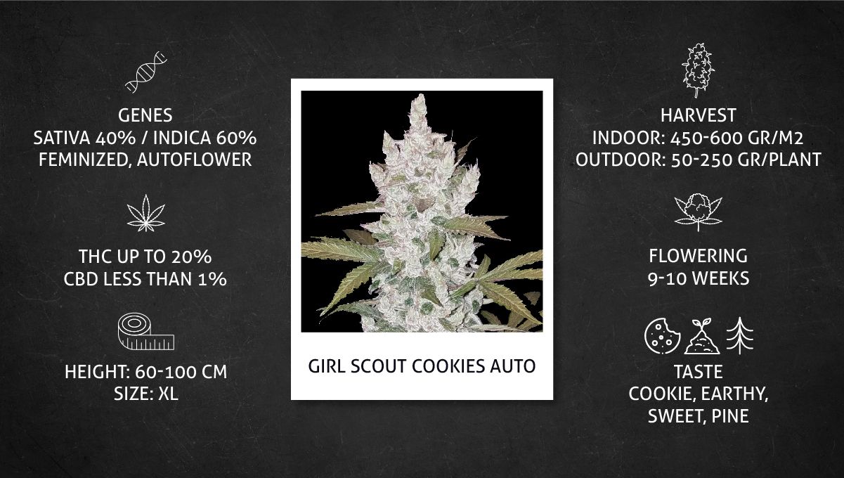 Girl Scout Cookies Auto Cannabis Strain Week-by-Week Guide: Datasheet
