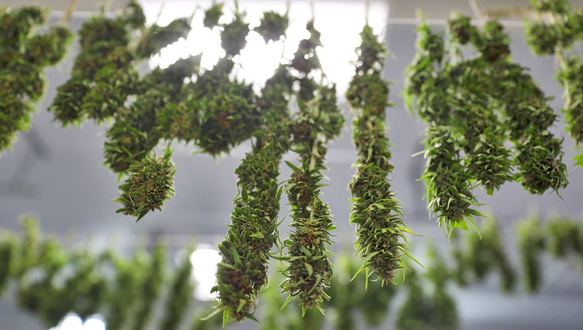 Sour Diesel Auto Guide: Trocknen Zum Trocknen kopfüber aufgehängte Pflanzen.