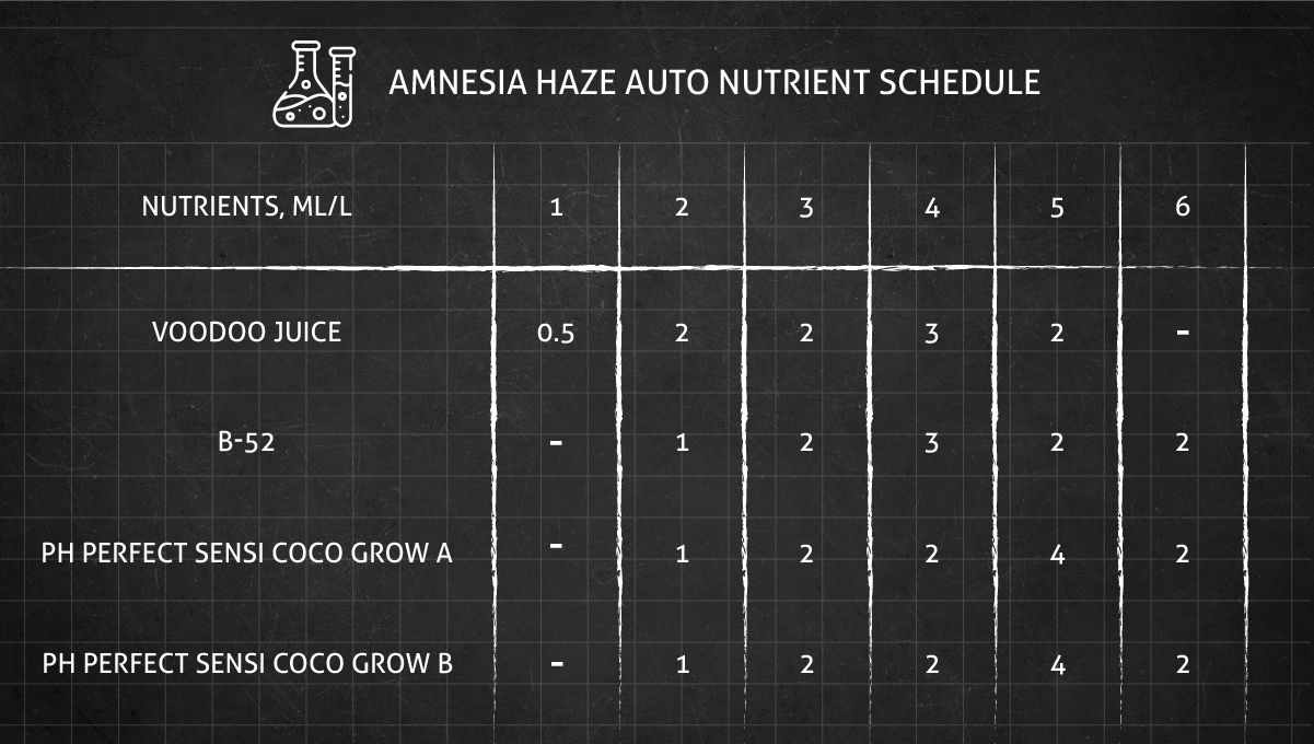 Amnesia Haze Auto cannabis strain: feeding chart for the vegetative stage Amnesia Haze Auto cannabis strain: feeding chart for the vegetative stage