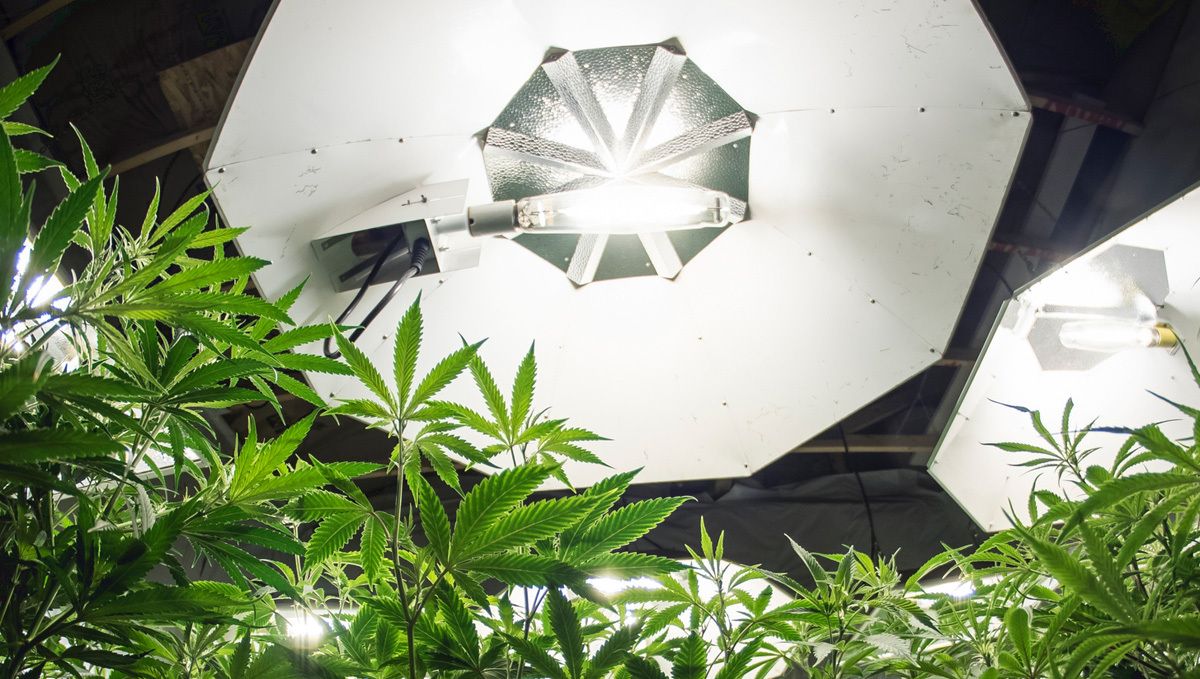 Ventilation for grow tent or grow room: Light placement