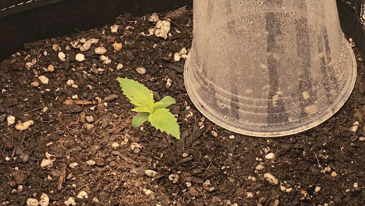LSD-25 Auto cannabis strain: germination and seedling stage | week 1 | a seedling and a transparent solo cup that is used as a humidity dome LSD-25 Auto cannabis strain: germination and seedling stage | week 1 | a seedling and a transparent solo cup that is used as a humidity dome