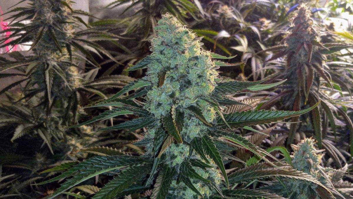 Gorilla Cookies FF cannabis strain: mid flower (bulk phase) | a big frosty cola with a great calyx-to-leaf ratio