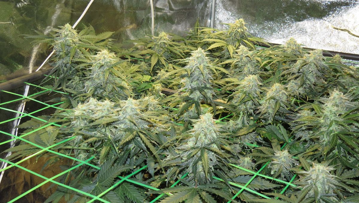 Mexican Airlines Auto cannabis strain: mid flower (bulk phase) | weeks 8-9 | the flowering tops of a weed plant ripening above a ScrOG net