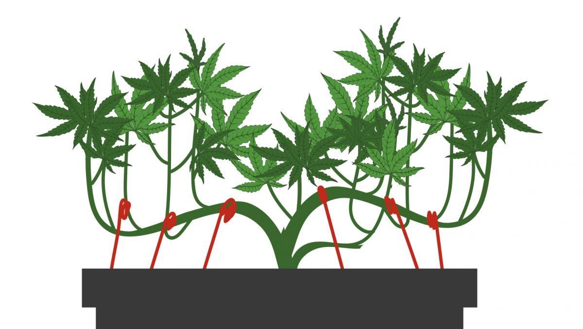 El método de amarre: paso 3.