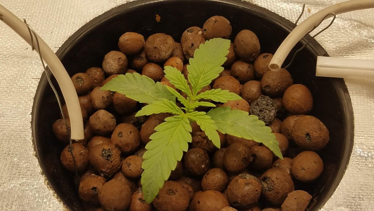 Pineapple Express Auto cannabis strain: early veg | week 2 | a two-week-old autoflower in Hydroton