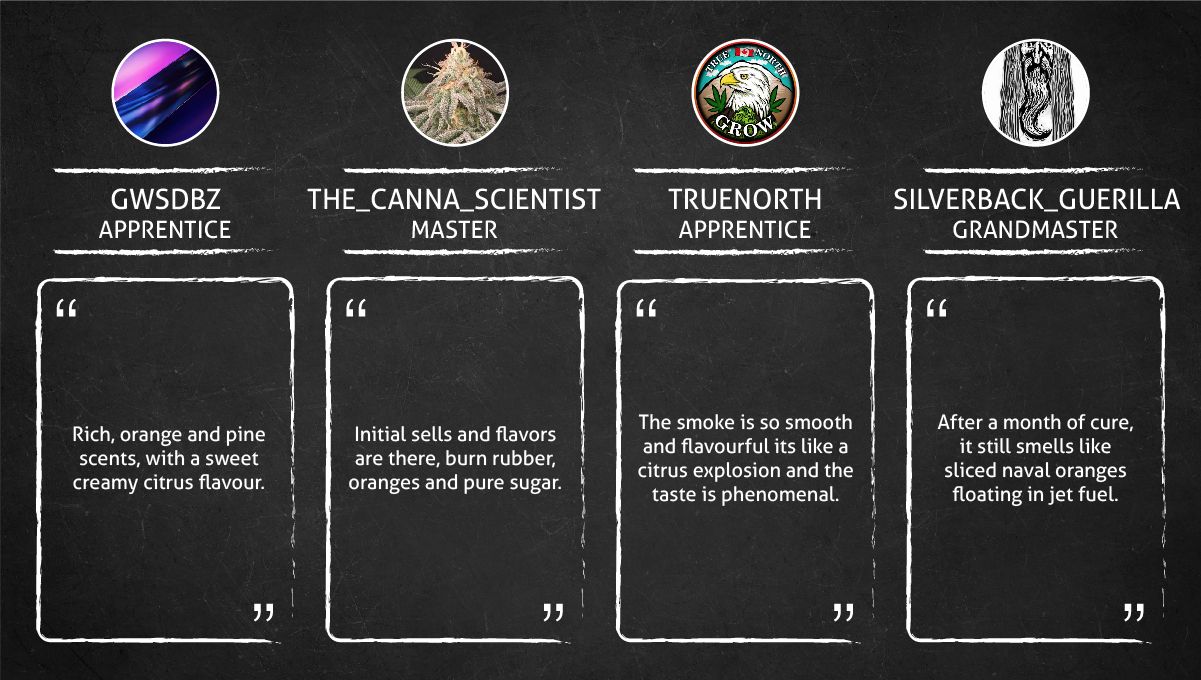 Orange Sherbet Auto Cannabis Strain Week-by-Week Guide: What growers have to say about smell, taste and effect Orange Sherbet Auto Cannabis Strain Week-by-Week Guide: What growers have to say about smell, taste and effect