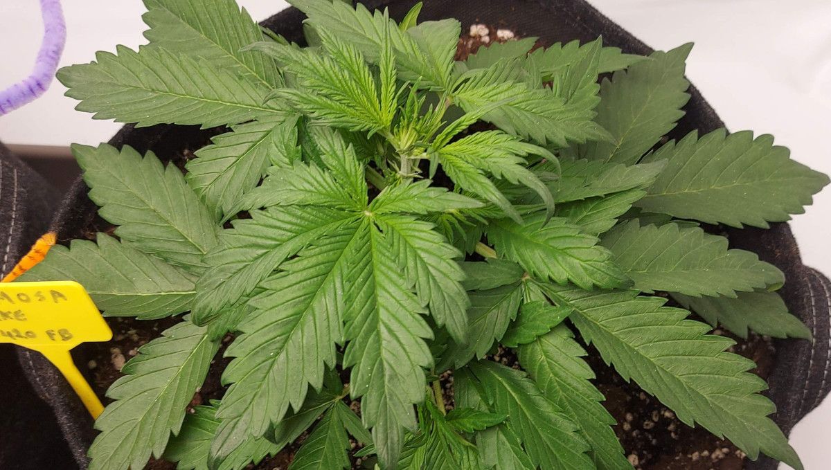 Mimosa Cake Auto cannabis strain: mid veg | weeks 3-4 | a stocky weed plant with a dense canopy and huge fan leaves