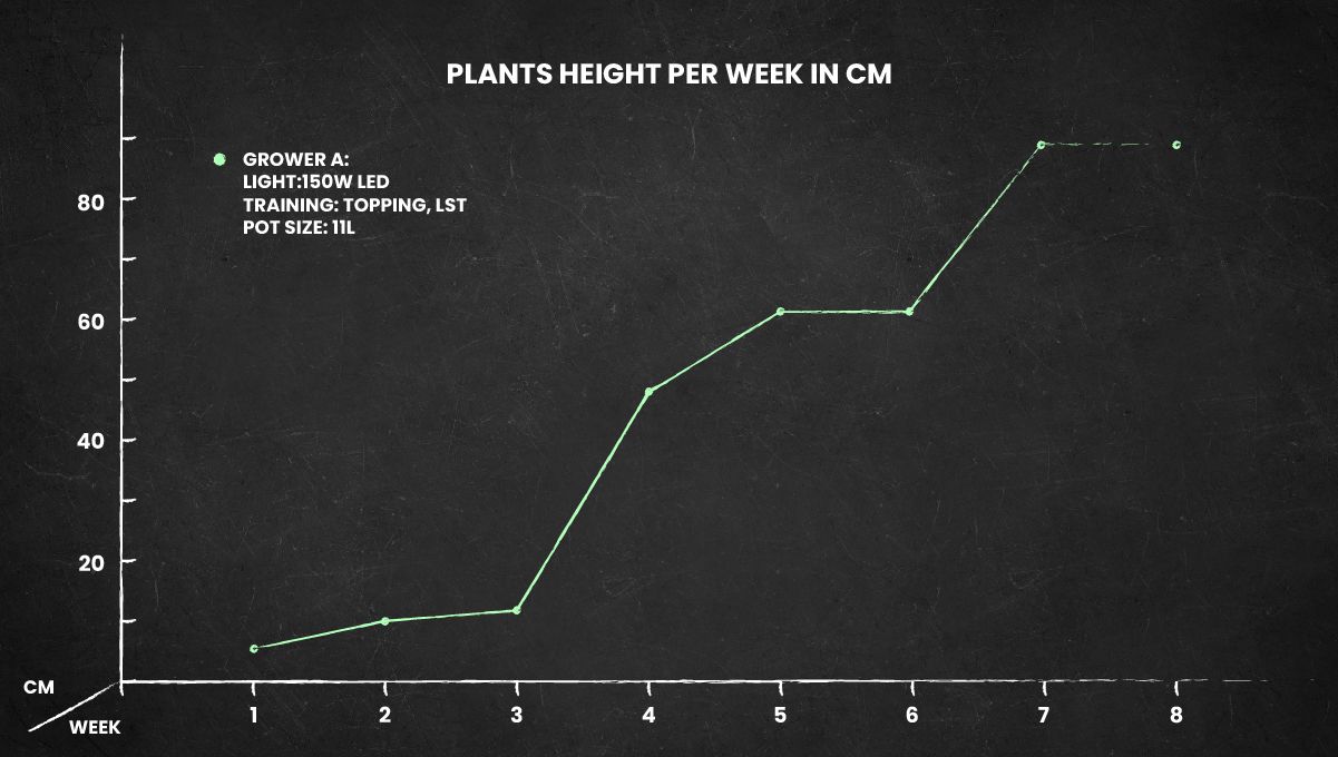 Big Bud Auto cannabis strain: height chart Big Bud Auto cannabis strain: height chart