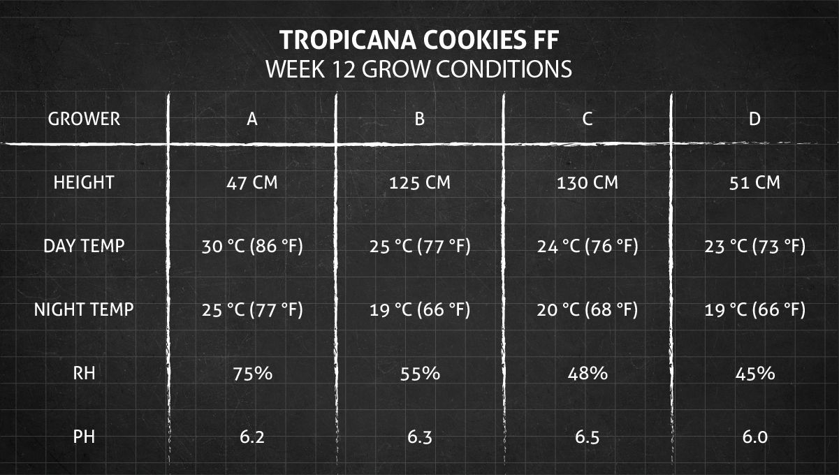 Tropicana Cookies FF cannabis strain: week 12 grow conditions Tropicana Cookies FF cannabis strain: week 12 grow conditions