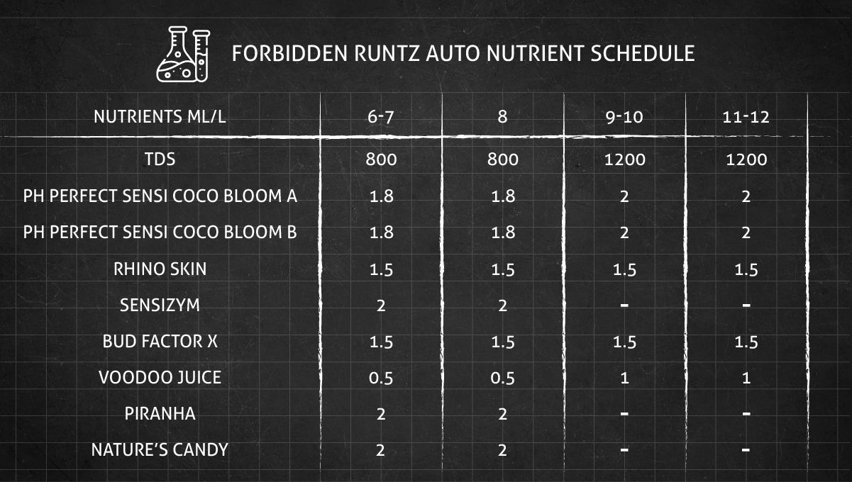 Forbidden Runtz Auto Cannabis Strain Week-by-Week Guide: A very simple GHE feeding schedule for cannabis flowering stages - Part 1 Forbidden Runtz Auto Cannabis Strain Week-by-Week Guide: A very simple GHE feeding schedule for cannabis flowering stages - Part 1