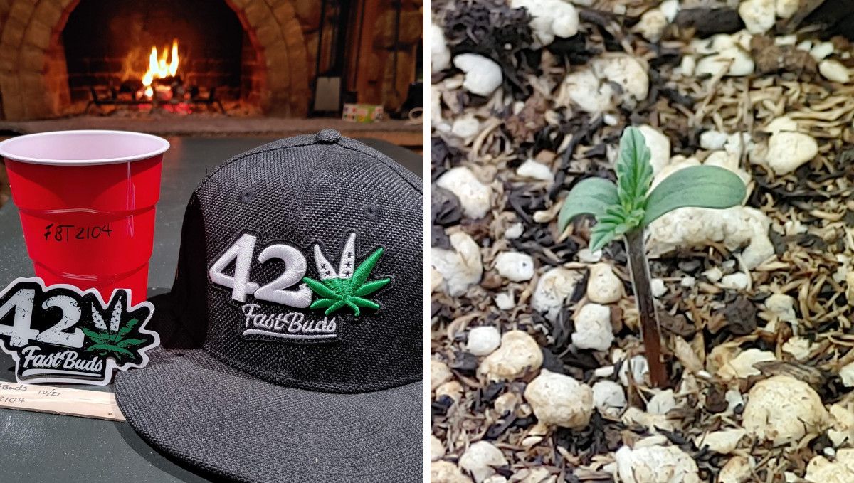 Forbidden Runtz Auto Cannabis Strain Week-by-Week Guide: A solo cup used for pre-soaking a weed seed with some Fastbuds merchandise and a cannabis sprout on day 1 Forbidden Runtz Auto Cannabis Strain Week-by-Week Guide: A solo cup used for pre-soaking a weed seed with some Fastbuds merchandise and a cannabis sprout on day 1