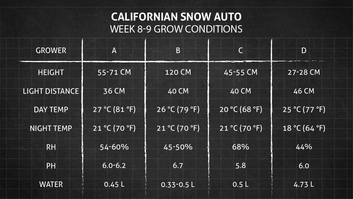Californian Snow Auto cannabis strain: weeks 8-9 grow conditions