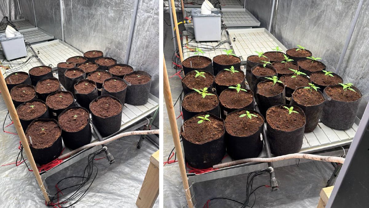 1 week difference