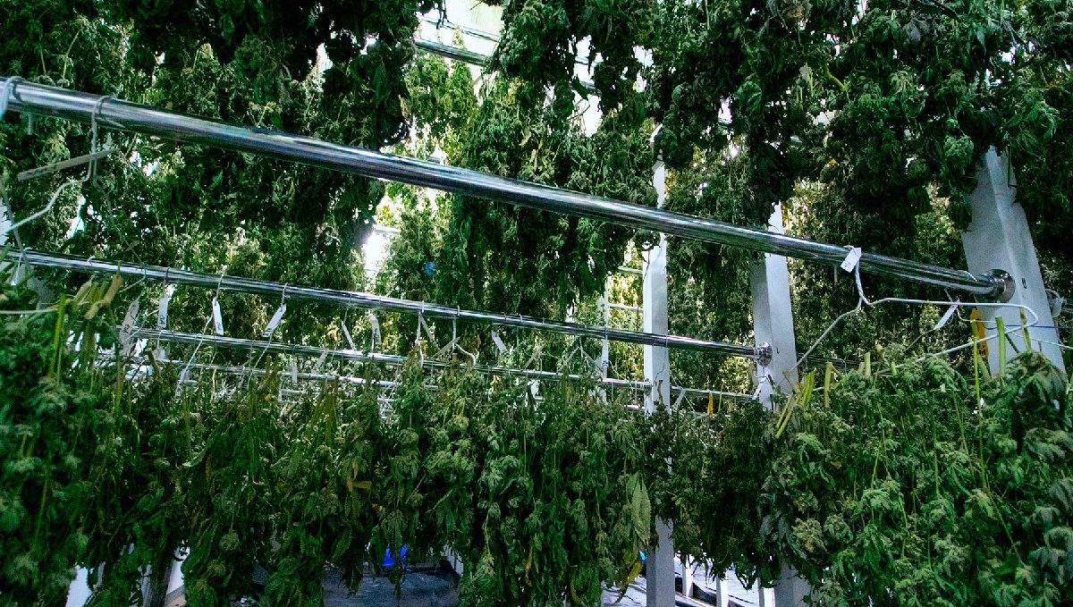 Großer Trockenraum für Cannabispflanzen.