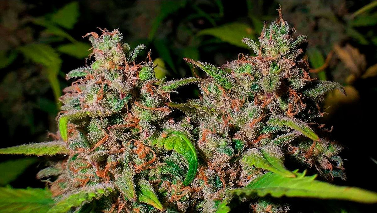 15 Best Strains for Male Arousal in 2022: Bubblegum Kush 15 Best Strains for Male Arousal in 2022: Bubblegum Kush