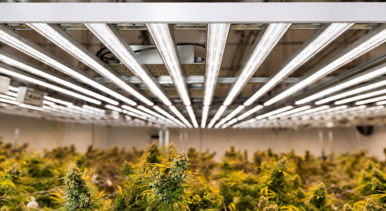 LED Panels