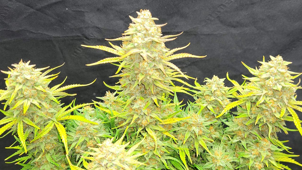 Die Top 5 Besten Sativa Autoflower Sorten: Sour Jealousy Auto Die Top 5 Besten Sativa Autoflower Sorten: Sour Jealousy Auto