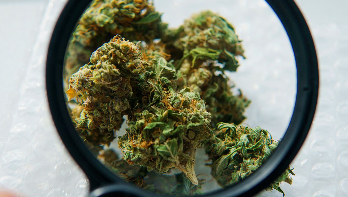 How Much is a Half Ounce of Weed? The Complete Weed Price Breakdown: Roughly trimmed cannabis buds in a jar How Much is a Half Ounce of Weed? The Complete Weed Price Breakdown: Roughly trimmed cannabis buds in a jar