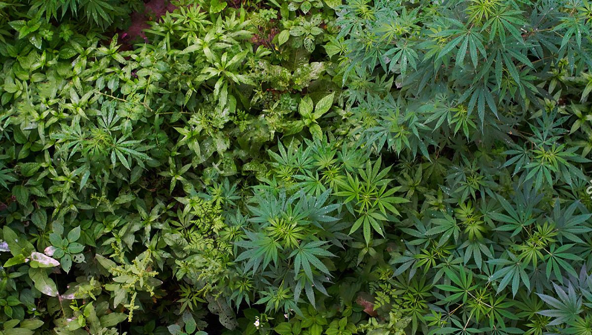 Guerilla growing cannabis