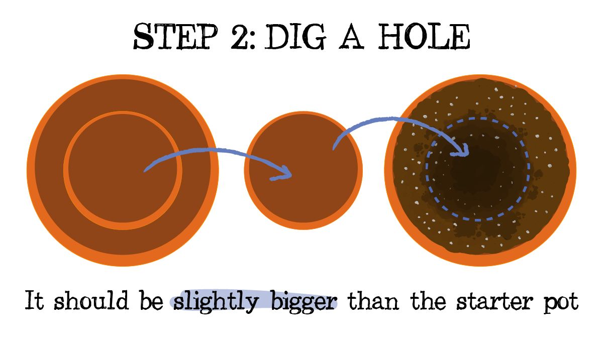 How to Successfully Repot a Cannabis Plant: A drawing showing the preparation for repotting a plant by digging a hole in the final pot