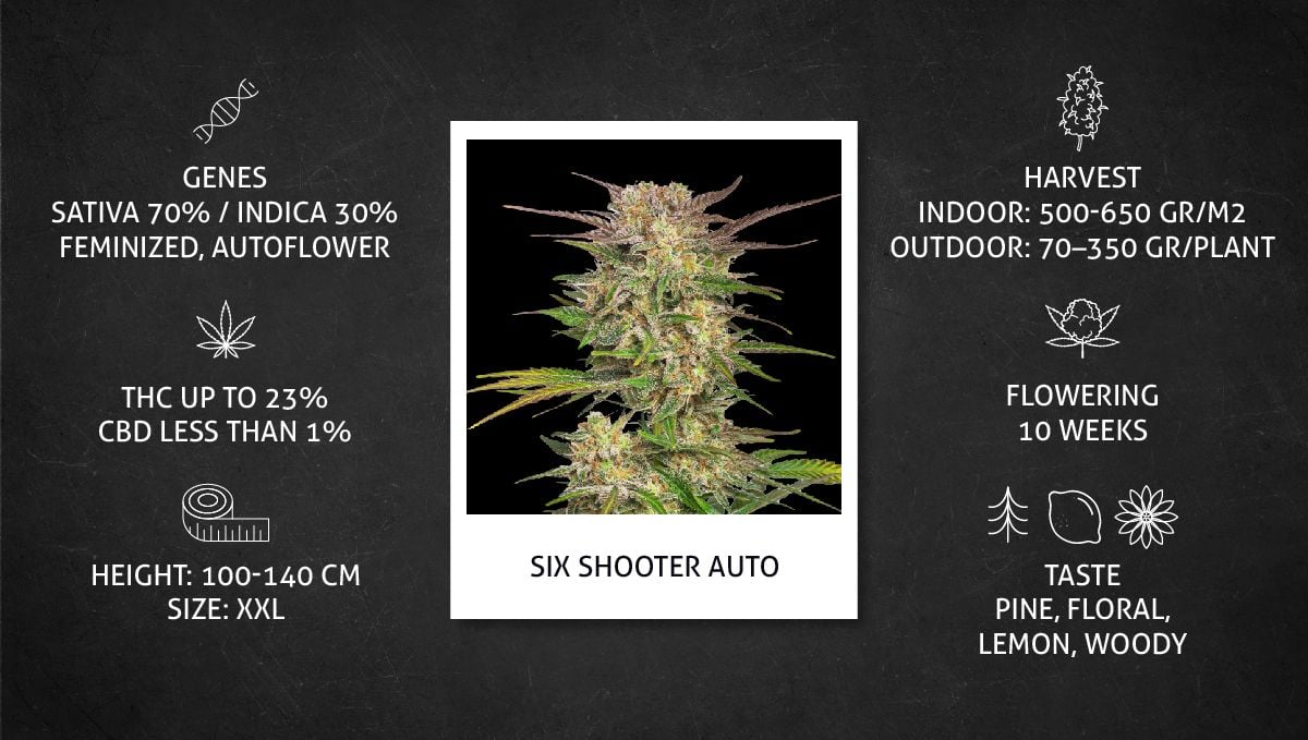 Six Shooter Auto cannabis strain: data sheet Six Shooter Auto cannabis strain: data sheet